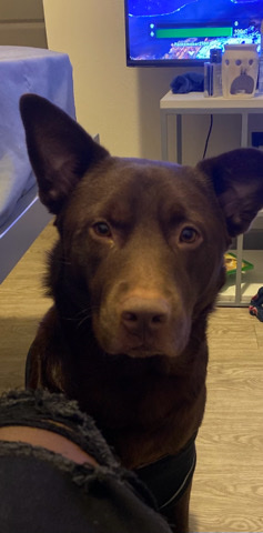 Australian Cattle Dog – rehoming Eli