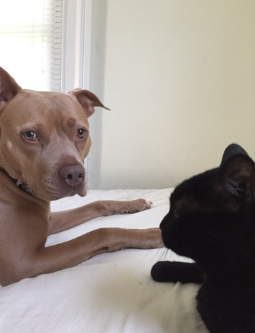American Staffordshire Terrier – Rehome this loving creature
