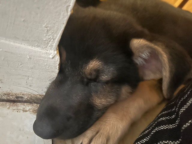 German Shepherd – German shepherd puppy