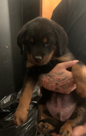 Rottweiler – full German Rottweiler for sale