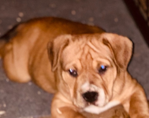 American Pit Bull Terrier – Meet Wrinkles