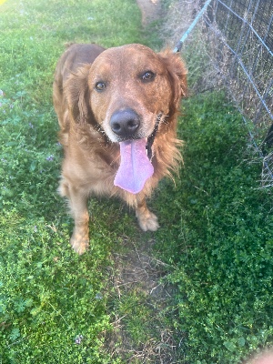 Golden Retriever – Golden Retriever for rehome (Rusk,Tx) – Austin