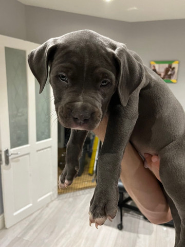 American Bulldog – 6 American Bully pups