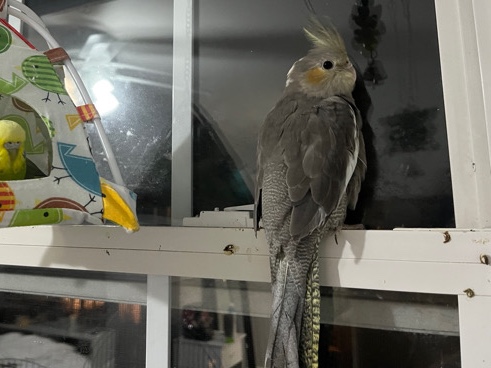 Cockatiel – Beautiful Cockatiel