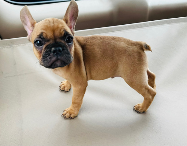 French Bulldog – French bulldog male