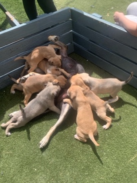 American Pit Bull Terrier – Mixed pit bulls for sale