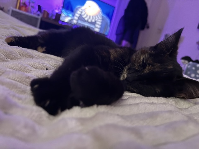 female kittens – Accrington