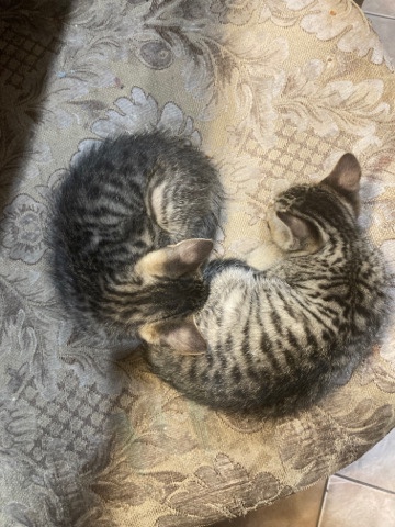 2 kittens for sale