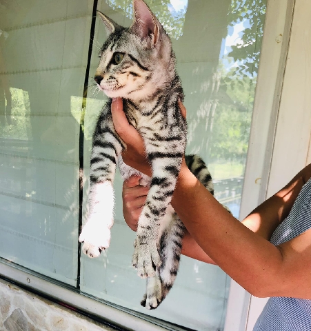 Egyptian Mau kitten 