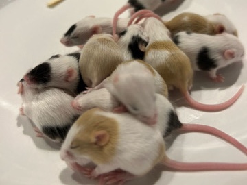 Mouse – Fancy Mouse – Kealakekua