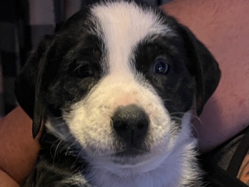 Mixed Breed – Black and white Bully mix puppy (boy) – Mound House