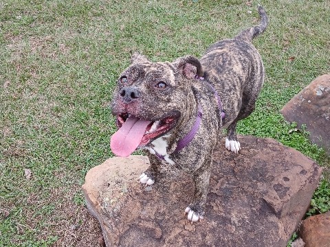 American Pit Bull Terrier – Rehome Sweet Pitbull – Houston