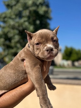American Bulldog – Pocket Bully