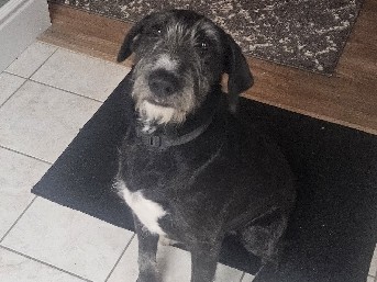 Mixed Breed – 11 month old male, neutered mixed terrier. – Moreno Valley
