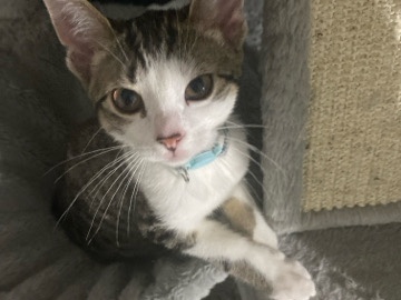 American Shorthair – females kittens – New York