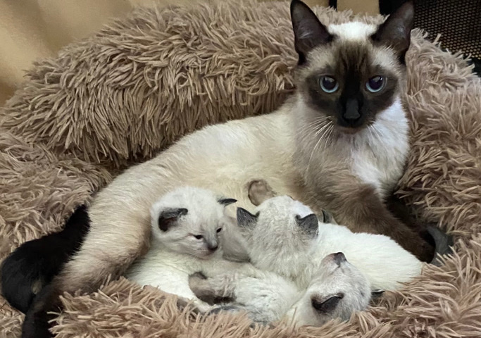 Siamese – Loving, irresistible Siamese kittens avail. soon!