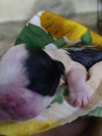 Shih Tzu – shih tzu pupp