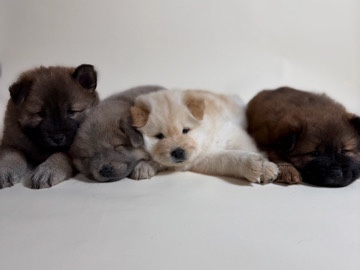 Chow Chow – Adorable Chow Chow Puppy for Sale – 2 Months Old in New York – Nueva York