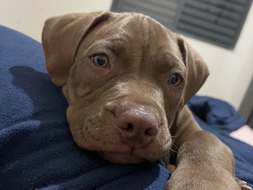 American Pit Bull Terrier – Pitbull red nose, chocolate – Sumaré