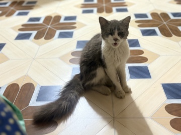 Norwegian Forest cat – Norwegian forest cat – Pune