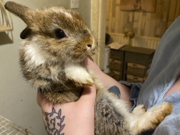 Netherland Dwarf / Minlop