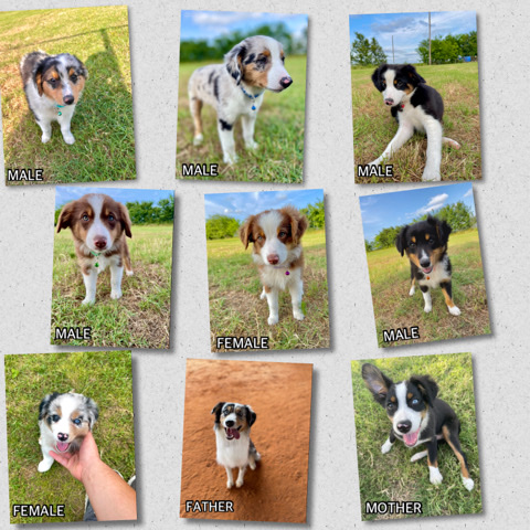 Miniature Australian Shepherd – Mini Australian Shepards‼️
