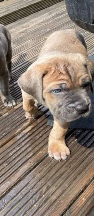 Cane Corso Pups (2 Males Left)