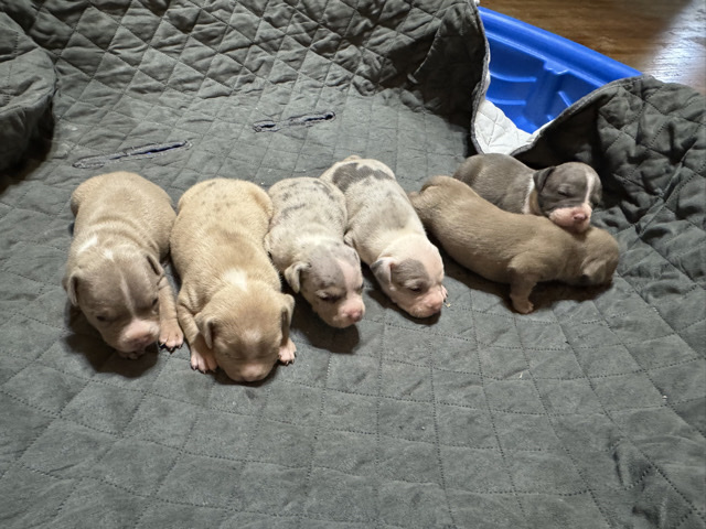 American Bulldog – Pocket American Bully Puppies