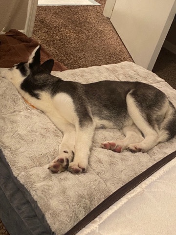 Siberian Husky – Siberian Husky