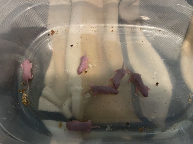 Mouse – Baby mice – Shepherdsville