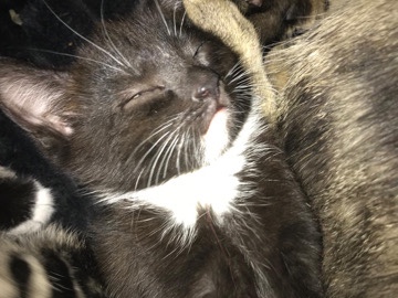 kittens for sale ready to go – Stevenage