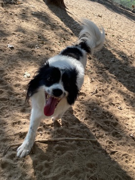 Shetland Sheepdog – selling Charlie