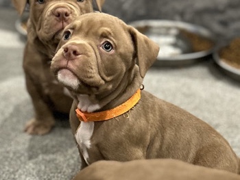 American Bulldog – pocket bully puppies champion bloods lines ready to leave – Rochdale