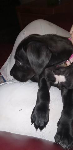 Cane Corso – cane corso pitbull mix