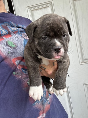American Pit Bull Terrier – American Bully for Sell