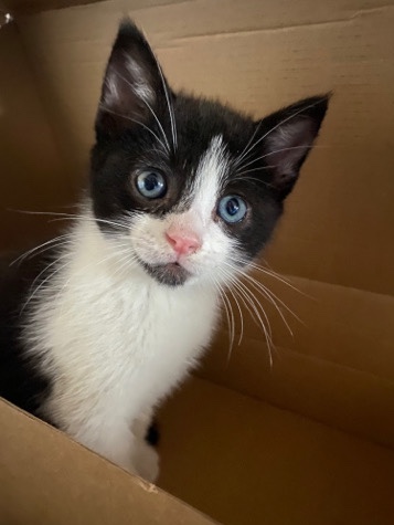 Blue Eyed Kitten