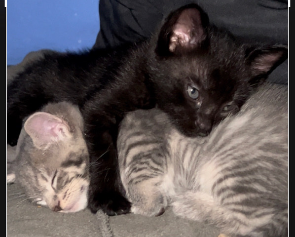 kittens