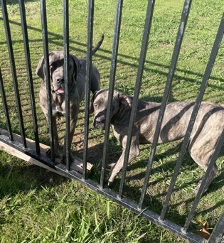 Cane Corso – cane corso females