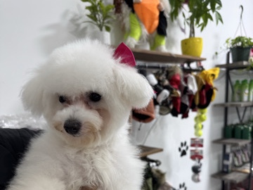 Bichon Frise – Puppy – New York