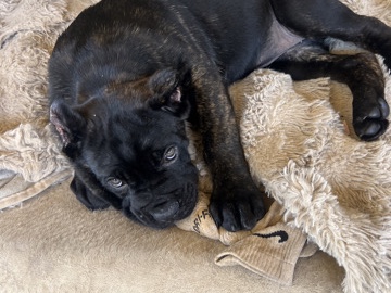 Cane Corso - AKC Cane Corso(Champion Blood line) available for adoption in Murrieta