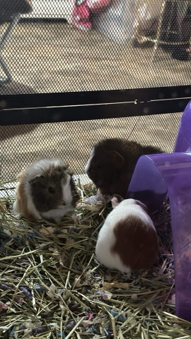 5 week old guinea pigs