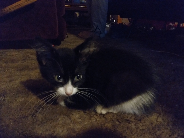 kitten in need of a home