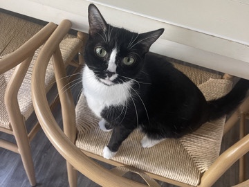 American Shorthair – Tinker bell – Nashville