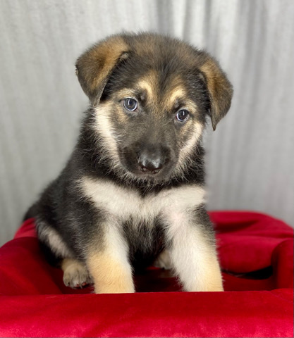 German Shepherd – Pure German Shepherd Puppies