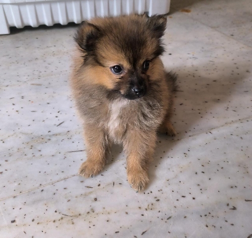 Pomeranian – Toy pom for rehome sale