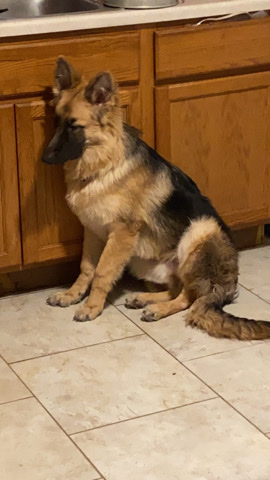 German Shepherd – looking for a good home for Rambo