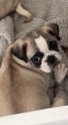 Pug – male panda pug