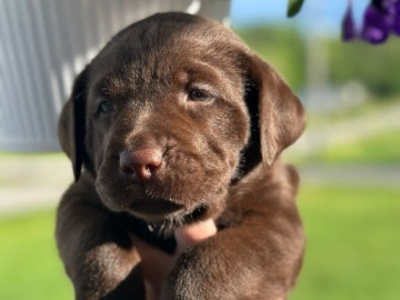 Labrador Retriever – chocolate lab puppies – Mount Vernon