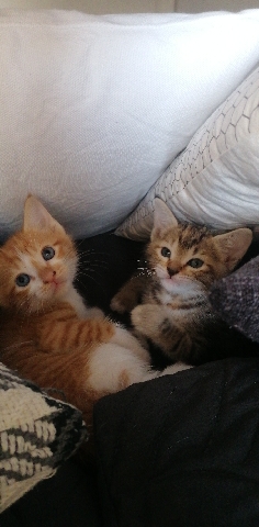 Himalayan – Cute kittens for sale