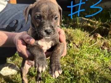 Mixed Breed - Pit Corso Puppy available for adoption in Tukwila